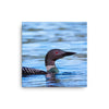 Loon 2 Canvas