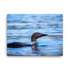 Loon 2 Canvas