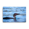 Loon 2 Canvas